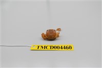 藏品(絨毛近方蟹)的圖片